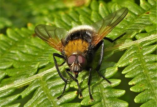 Réf. 289 846 : Mesembrina mystacea
